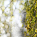 Katsura tree, by Katharine Boyle